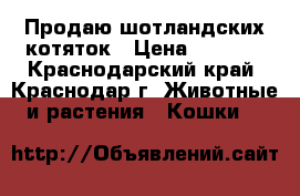 Продаю шотландских котяток › Цена ­ 4 000 - Краснодарский край, Краснодар г. Животные и растения » Кошки   